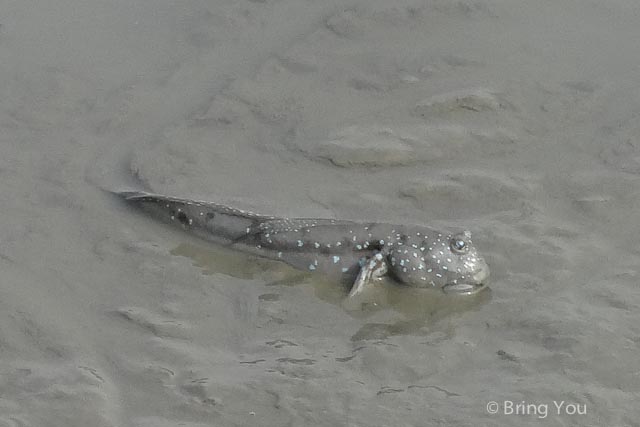 茄萣溼地公園 黑面琵鷺 彈塗魚-14