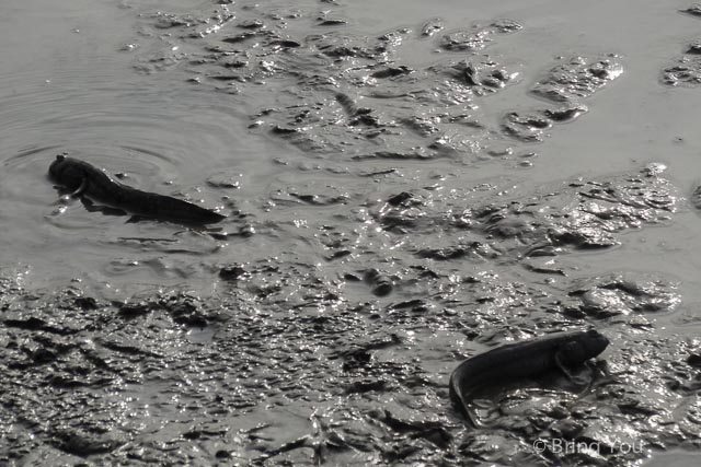 茄萣溼地公園 黑面琵鷺 彈塗魚-15