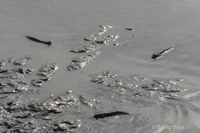 茄萣溼地公園 黑面琵鷺 彈塗魚-16