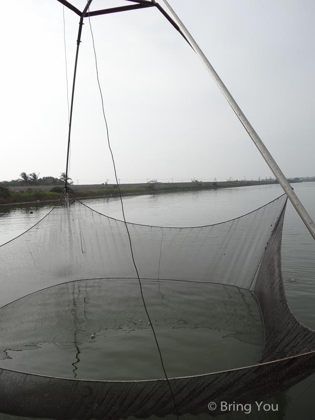 茄萣溼地公園 黑面琵鷺 彈塗魚-9