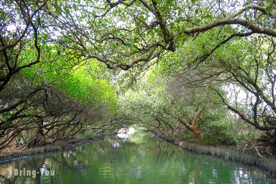 【台南景點】四草綠色隧道：竹筏遊「台灣迷你版亞馬遜河」