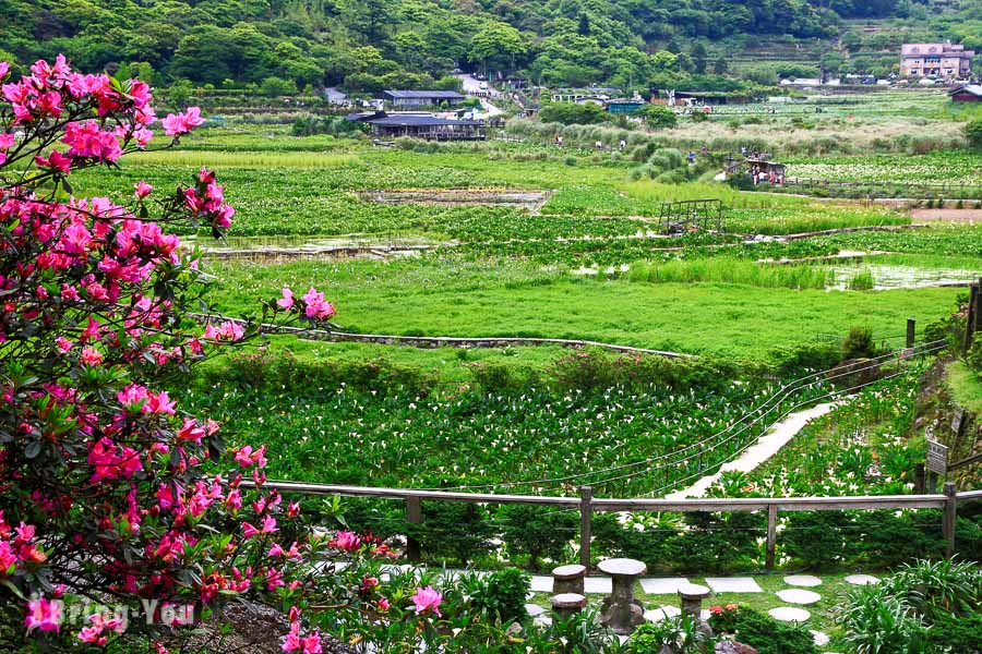 陽明山竹子湖海芋繡球花季