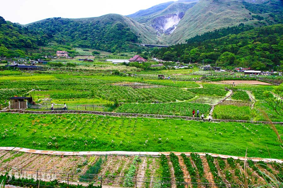 【阳明山竹子湖海芋绣球花季】顶湖&下湖赏花农场、交通信息、附近住宿&景点攻略