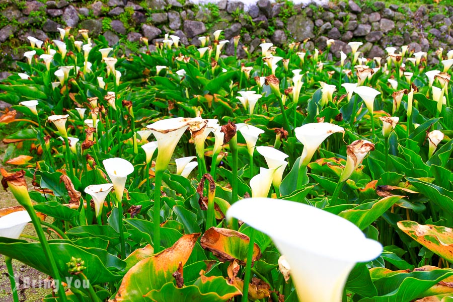 阳明山竹子湖海芋绣球花季