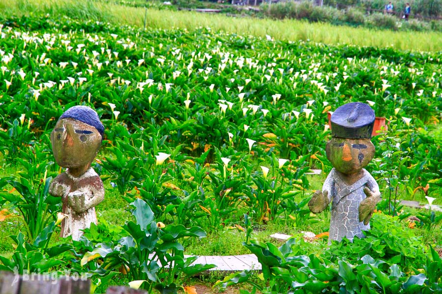 陽明山竹子湖海芋繡球花季