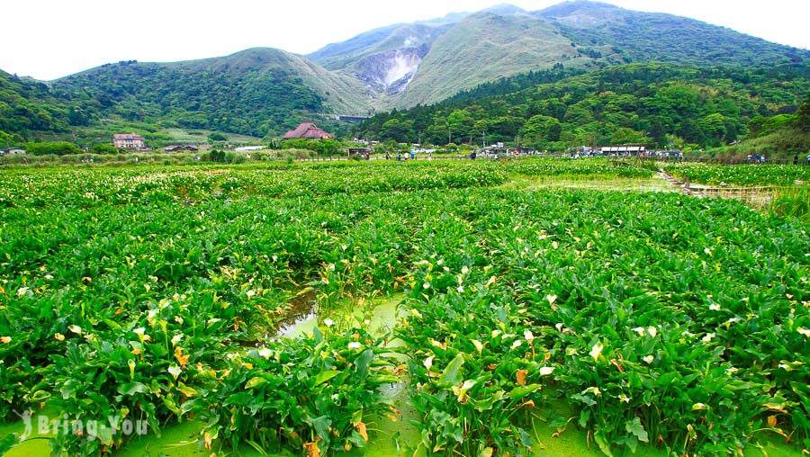 陽明山竹子湖海芋繡球花季