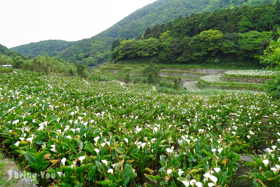 陽明山竹子湖海芋繡球花季