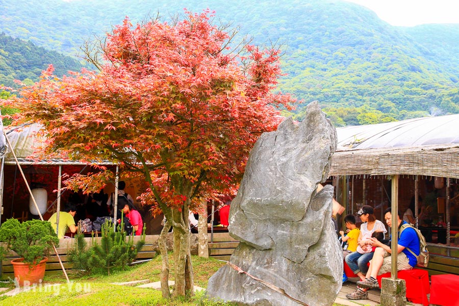 陽明山竹子湖海芋繡球花季