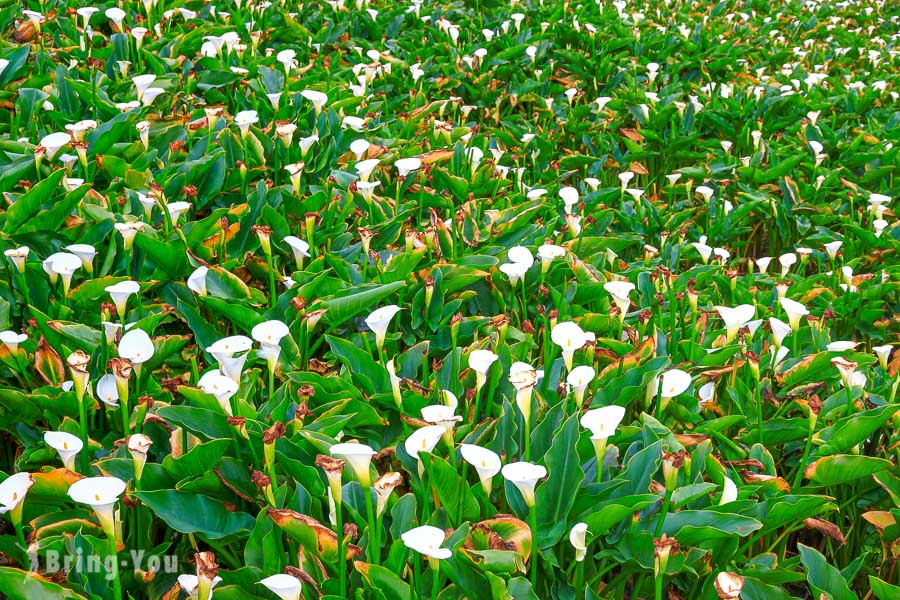 阳明山竹子湖海芋绣球花季