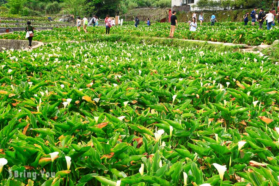 陽明山竹子湖海芋繡球花季