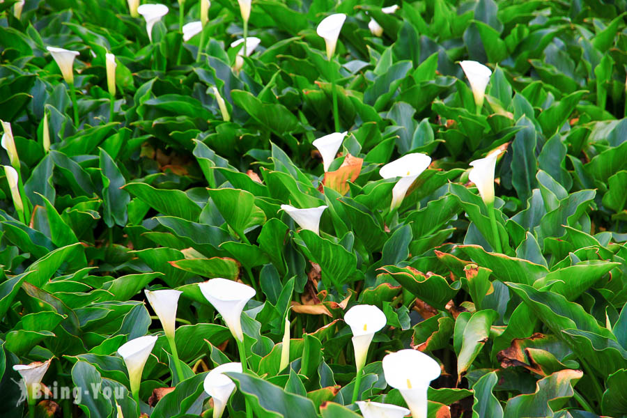 陽明山竹子湖海芋繡球花季