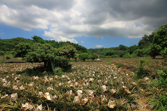 【高雄大樹旅遊】變身農夫採鳳梨 & DIY果醬趣，大樹龍目社區