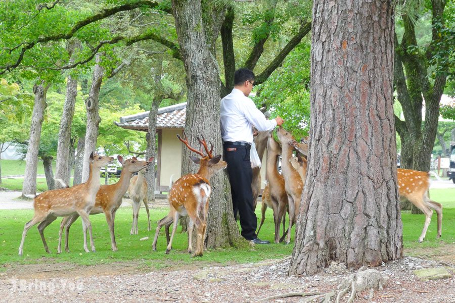 奈良公園小鹿