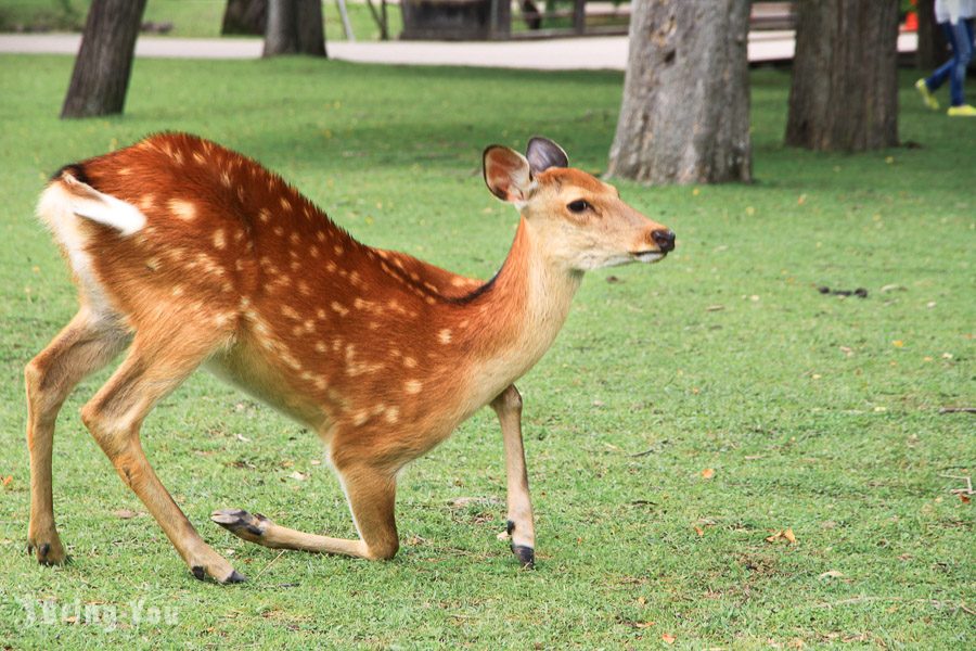 奈良公園小鹿