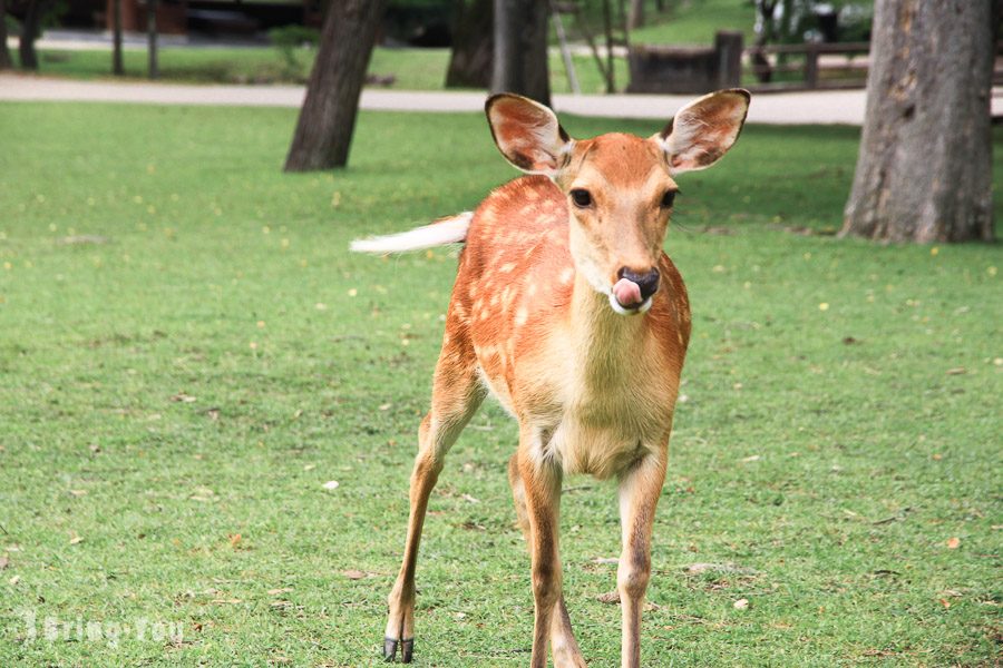 奈良公園小鹿