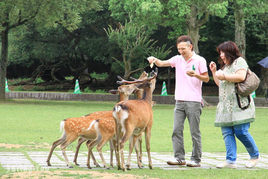 奈良公園小鹿