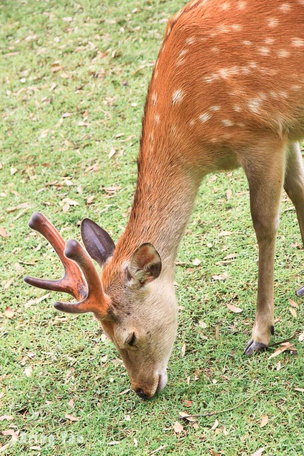 奈良公園小鹿