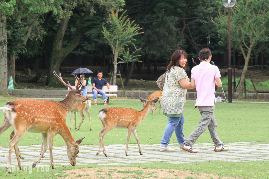 奈良公園小鹿