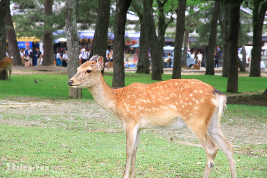 奈良公園小鹿