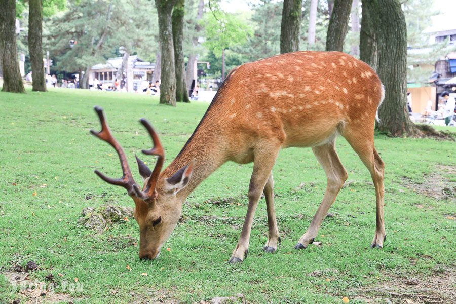 奈良公園小鹿