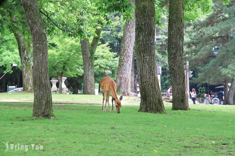 奈良公園小鹿