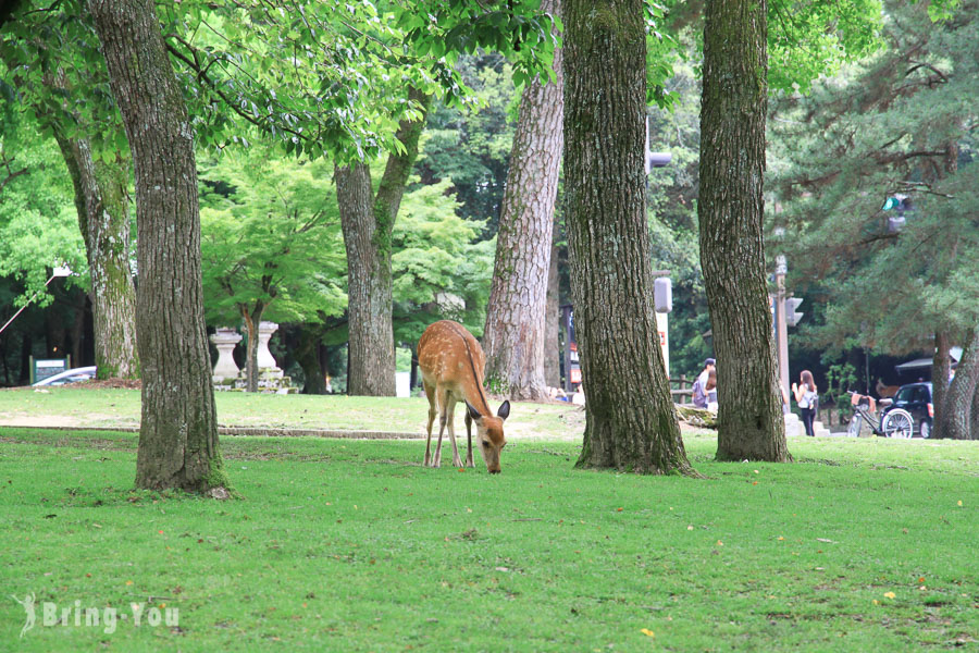 Nara Travel Guide: Things to Do, Places to See, Getting to and Around, Tips & Souvenirs