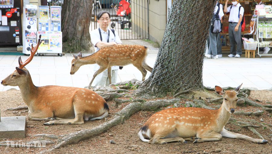 奈良公園小鹿