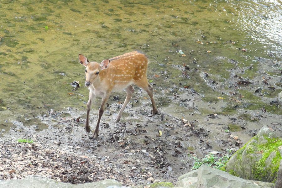 奈良公園小鹿