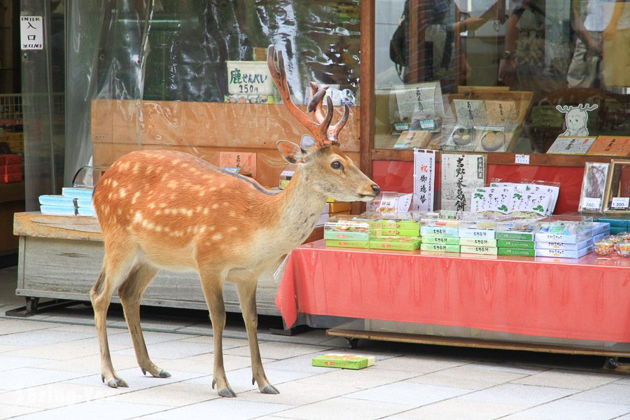 奈良公園小鹿