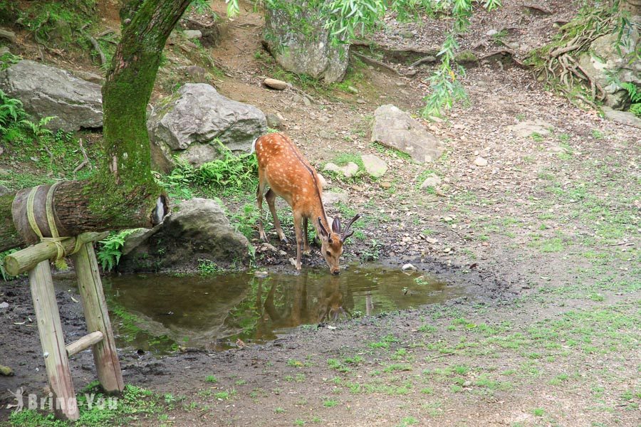 奈良公園小鹿