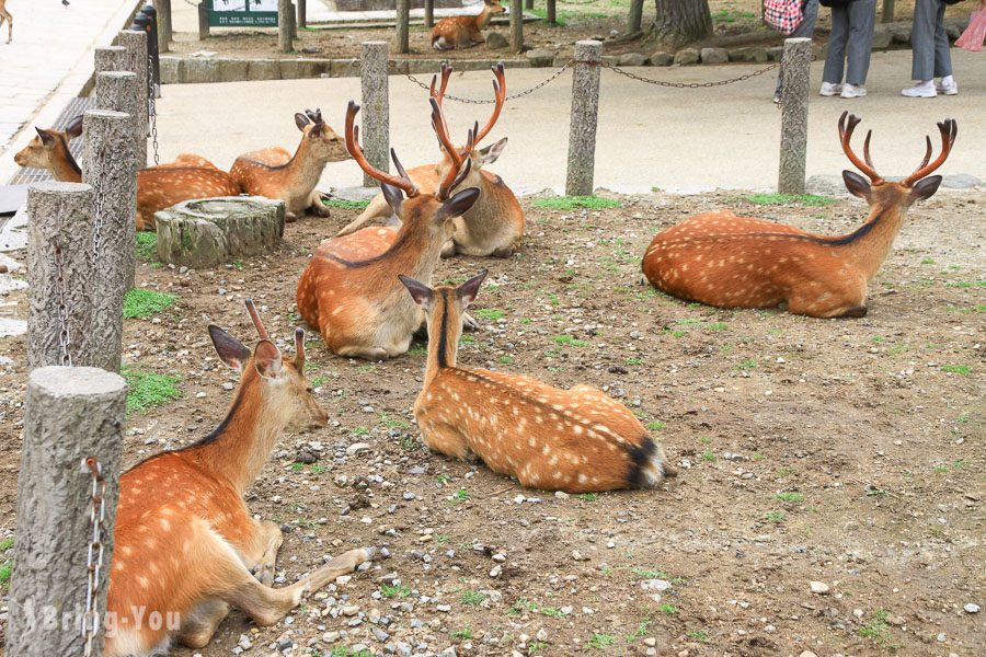 奈良公園小鹿