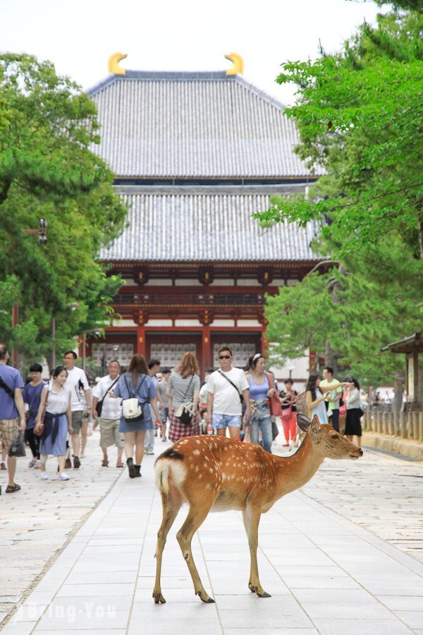 奈良公園小鹿