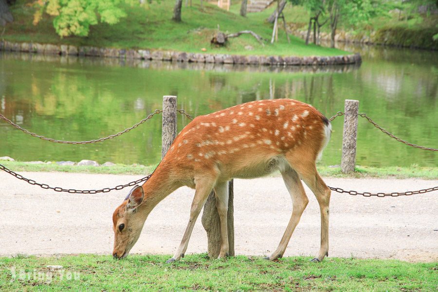 奈良公園小鹿