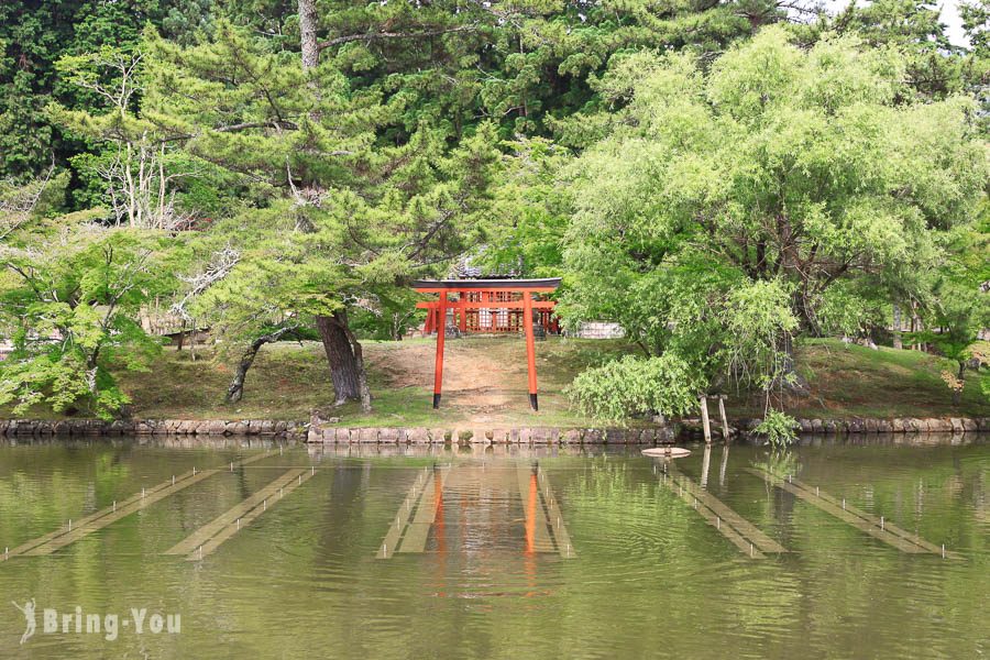 奈良公園小鹿