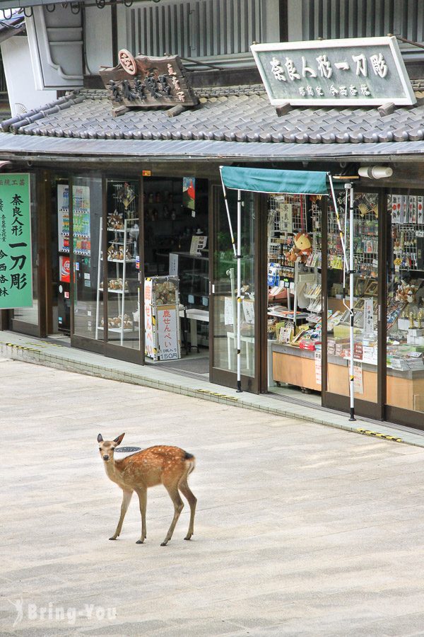 奈良若草山