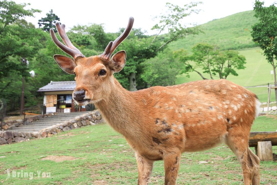 大阪自由行