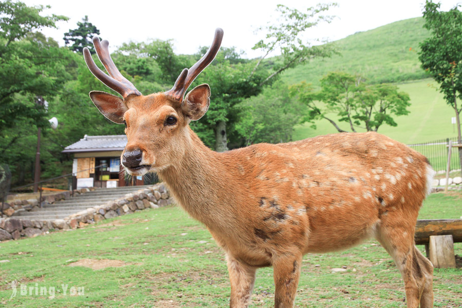 【奈良景点】奈良公园、东大寺：令人尖叫连连的进击小鹿斑比