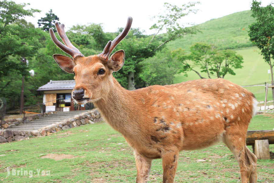 奈良景點】奈良公園、東大寺：令人尖叫連連的進擊小鹿斑比| Bringyou