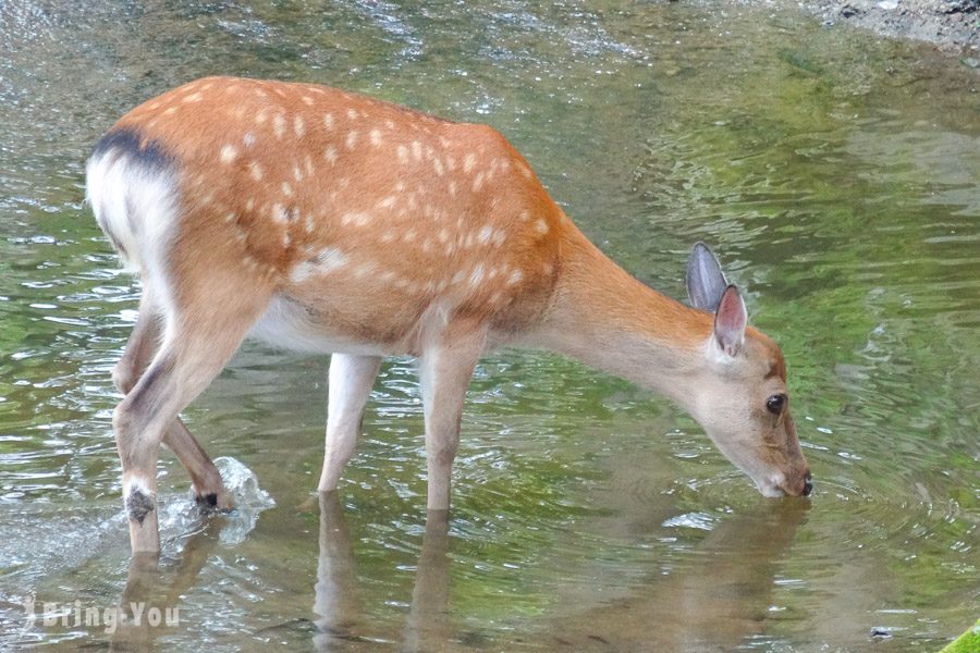 奈良公園小鹿