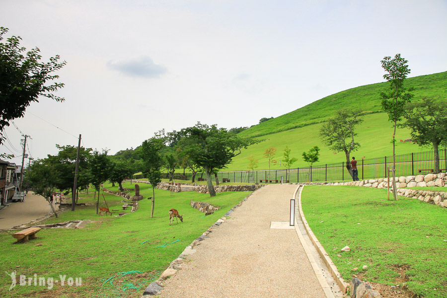 【奈良旅游景点】若草山： 山坡放牧的打盹鹿群们