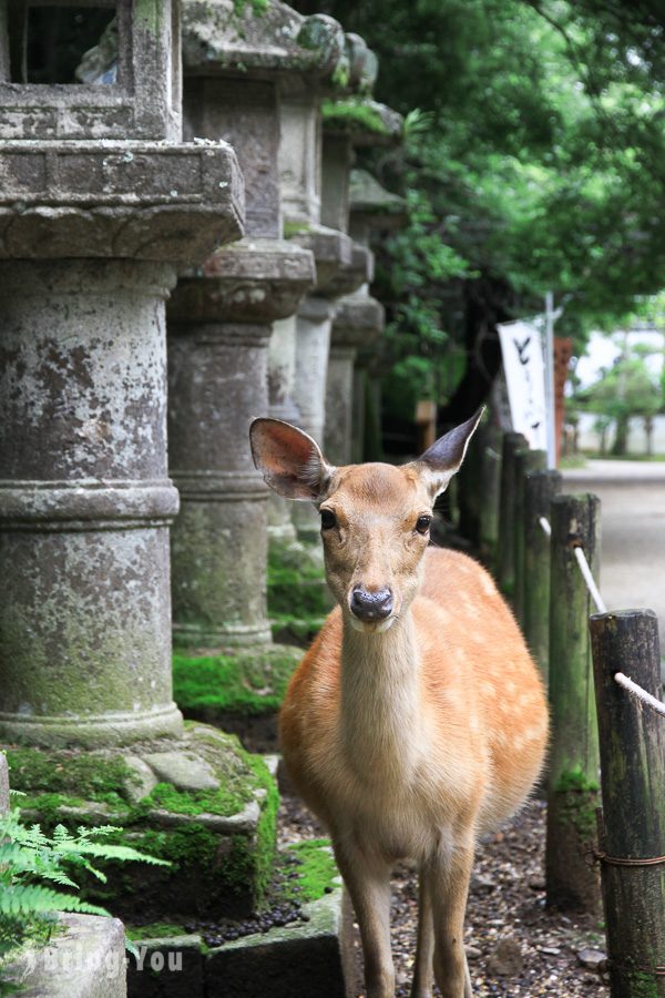 奈良春日大社