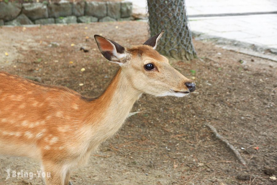 奈良公園小鹿