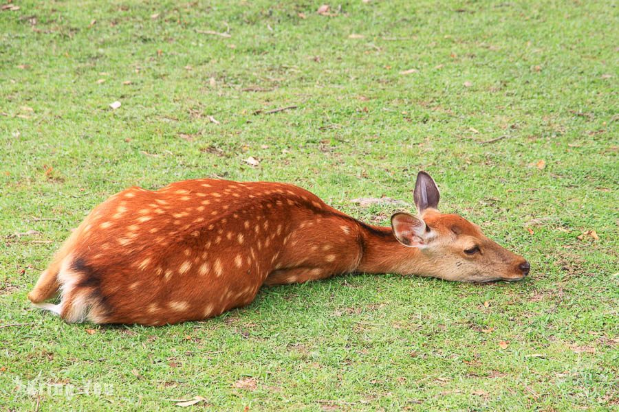 奈良公園小鹿