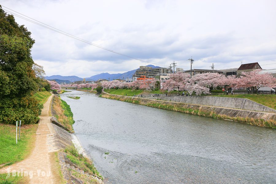 出町柳車站鴨川櫻花