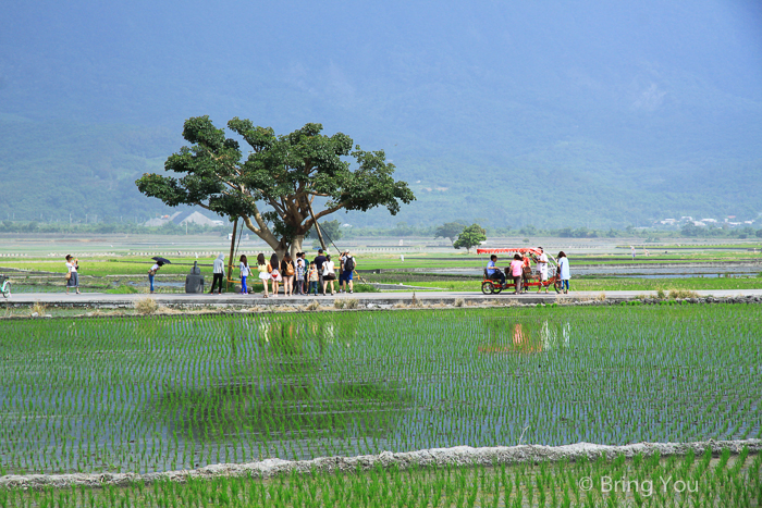 【台東景點】來池上找金城武樹、伯朗大道，一起進入 I SEE YOU 廣告吧！