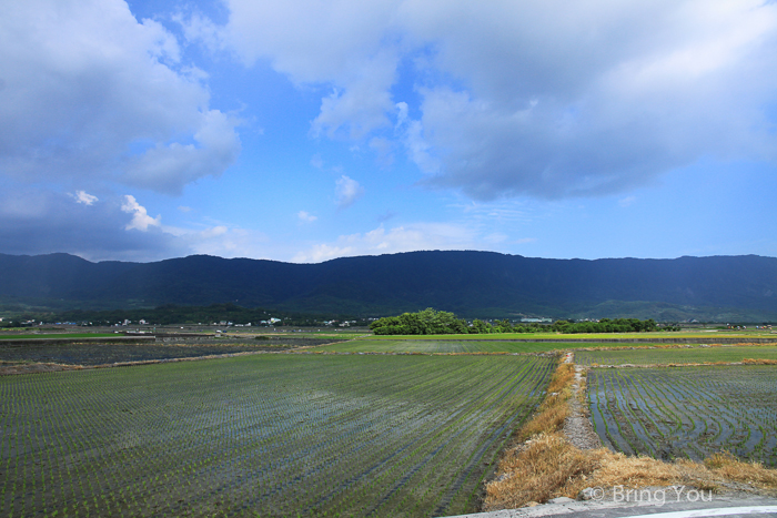 池上金城武樹