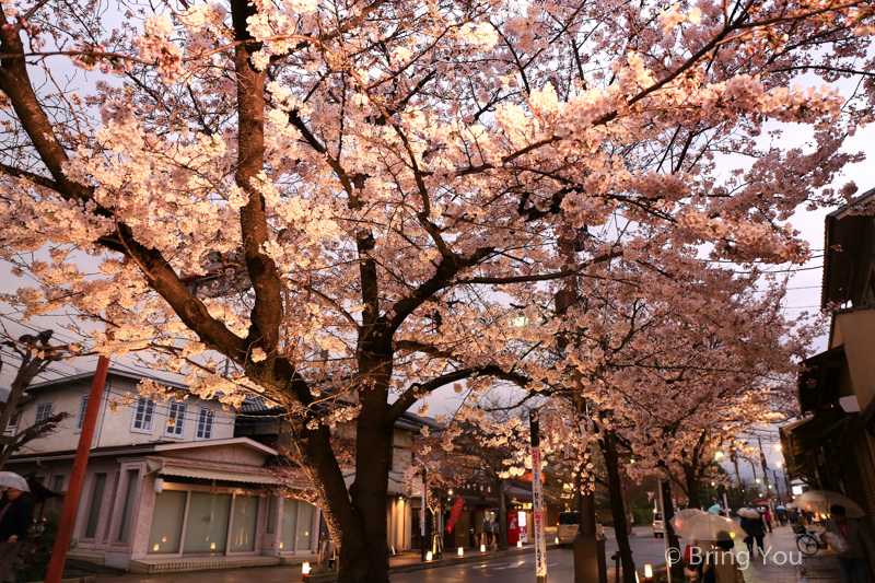 sakura-2