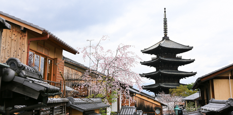 京都賞櫻景點