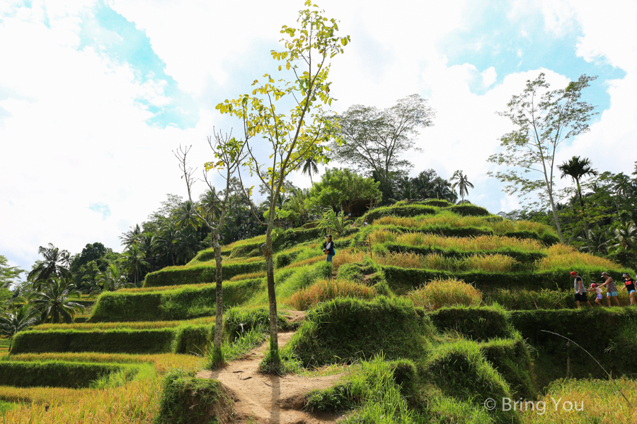 德哥拉朗梯田Tegallalang Rice Terrace