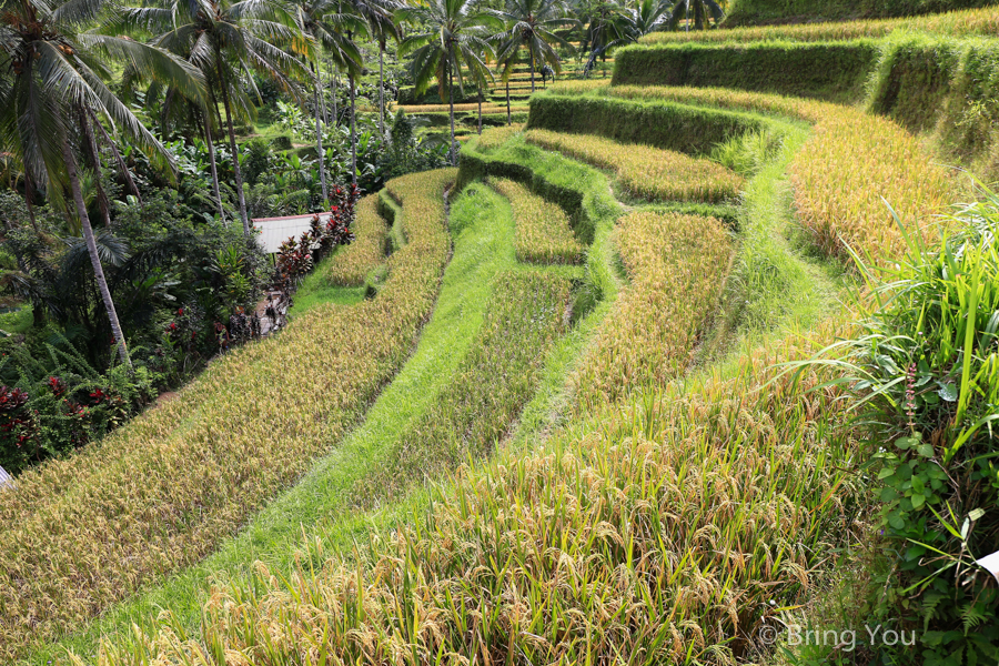 德哥拉朗梯田Tegallalang Rice Terrace